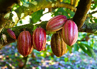 File photo of cocoa pods