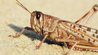 Somalia is facing its worst invasion of locusts in 25 years