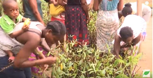 Women planting mangroves to salvage the dying fishing local economy