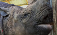 Conservationists in Ngorongoro said Fausta, pictured, was the oldest rhino in the world