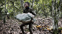 File Photo: Child labour on a cocoa farm