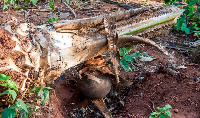 Palm wine is a cherished traditional beverage in Ghana and Africa