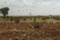 Locusts can cover as much as 150 kilometres (93 miles) a day