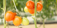 Tomatoes produced from the greenhouse