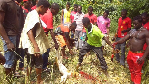 The dog being slaughtered at the shrine