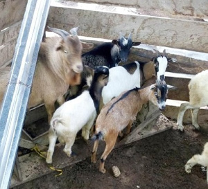 IMPOUNDED GOATS