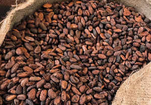 Good Looking Cocoa Beans 1