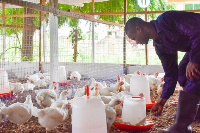 File photo a poultry farmer