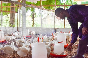 Poultry Farmers Can Now Do Cashless Transactions With The Launch Of The Project