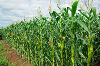 Maize farm