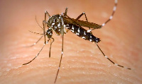 Dengue virus is transmitted to humans through the bite of infected mosquitoes