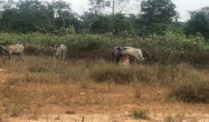 The New Edubiase Stadium is said to have been turned in a grazing site for cattle