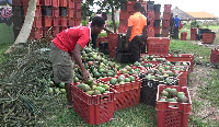 The mango producers are complaining of lack of buyers