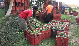 The mango producers are complaining of lack of buyers