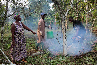 Cocoa farms Rehablitation programme progresses