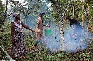 Cocoa farms Rehablitation programme progresses