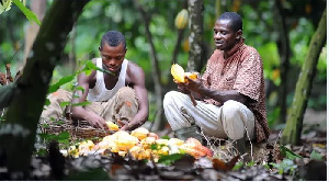 Cocoa farmers