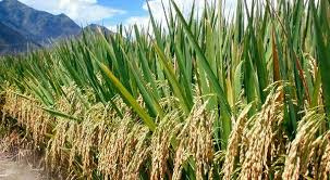 File photo: the new rice is drought resistant and nitrogen efficient