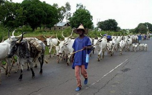 The herdsman is suspected to have rustled the cattle to either Togo, Benin, Nigeria or Burkina Faso