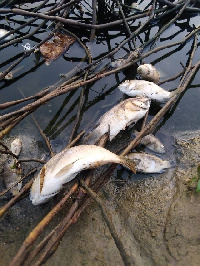 Some residents say they suspect the lake has been polluted with chemicals