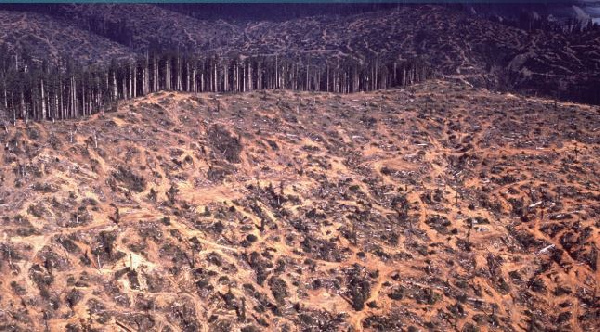 Desertification in the savannah ecological area has been hastened due to wildfires