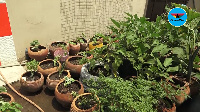 Home garden