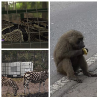 Assistant Manager of Shai Hills told the team that feeding the baboons at Shai Hills is dangerous