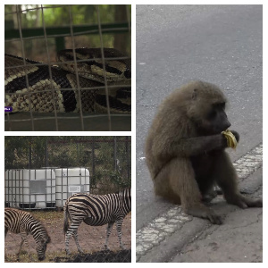 Assistant Manager of Shai Hills told the team that feeding the baboons at Shai Hills is dangerous