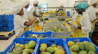 Workers in a fruits factory