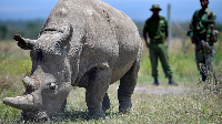 Northern white rhinos, numbers fell sharply due to widespread poaching for their horns