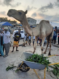 National Chief Imam crowns Afro-Arab group chairman as owner of 'camels'.