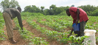 Farmers applying fertilizer to their land