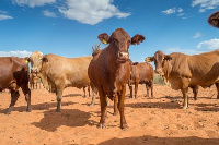 The first shipment of red meat to the US has set off, after nearly two decades of negotiations