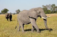 A pair of male elephants is seen in the Okavango Delta, Botswana, on April 25, 2018. PHOTO | REUTERS