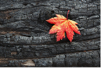 A file photo of a leaf