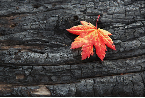 A file photo of a leaf