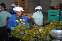 More than 20.2 million pineapple suckers have been given to farmers to shore up production