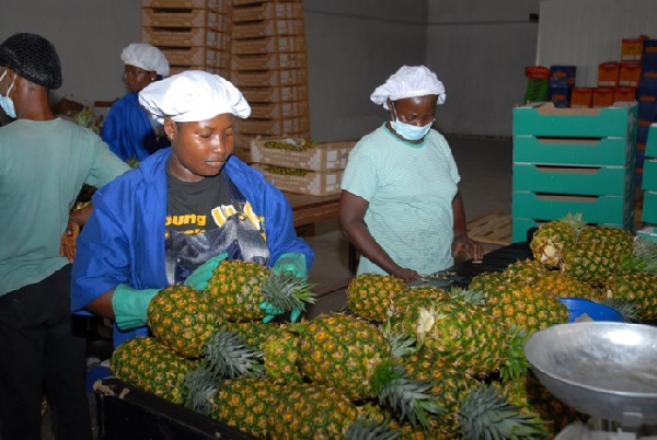 More than 20.2 million pineapple suckers have been given to farmers to shore up production