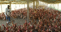 A file photo of a poultry farm