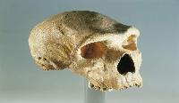 It's believed they split from the shared ancestor of Neanderthals (pictured), Denisovans and modern