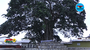 The tree-god; Mpeni Kofi has been worshiped by the Akuapems for ages