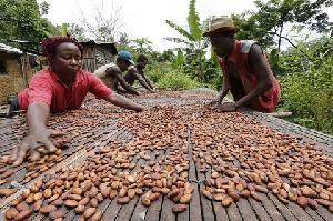 Cocoa Beans Dried