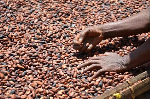 Drying Cocoa By Farmer 1