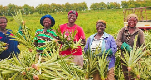 Pineapple Farmers Sleodkkf