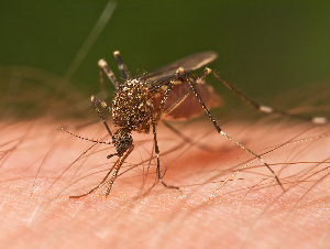 Mosquito Tasmania Crop