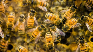 File photo: Swarm of bees