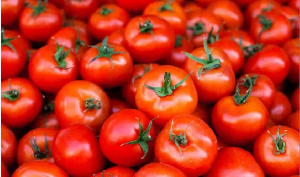 Fresh tomatoes should be stored in airy spaces like baskets or tiled floors