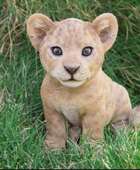 The cub was conceived with semen from an elderly African lion