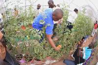 Greenhouse technology is believed to guarantee safe vegetables