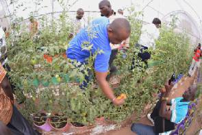 Greenhouse technology is believed to guarantee safe vegetables